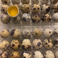 SILVERBROOK EGGS FARM Fresh Quail Eggs - LAID IN THE USA (2 DOZEN (24 EGGS))