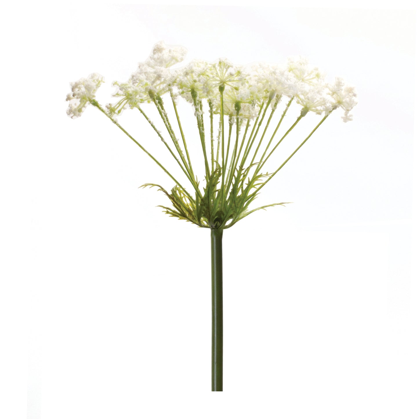 Queen Annes Lace Stem (Set of 2) 29H Plastic