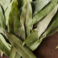 California Bay Leaf