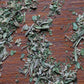 Herbes de Provence