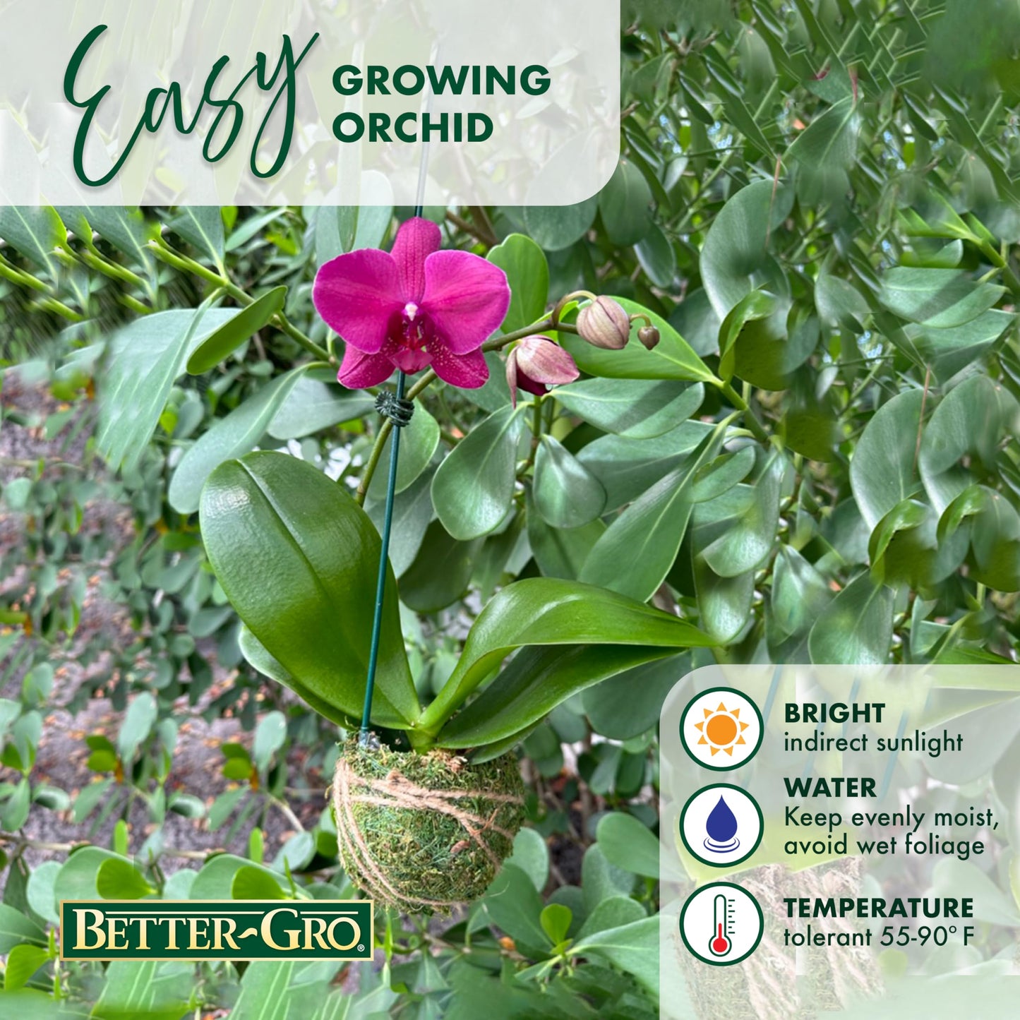 Better-Gro Hanging Kokedama Planter with Phalaenopsis Orchid - 19” - Pink Indoor/Outdoor