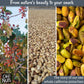Oh! Nuts Pistachios No Shell - Raw - 100% Natural - 1 lb - Raw Whole California Pistachios - Packed in New York Zip-Seal Bag for