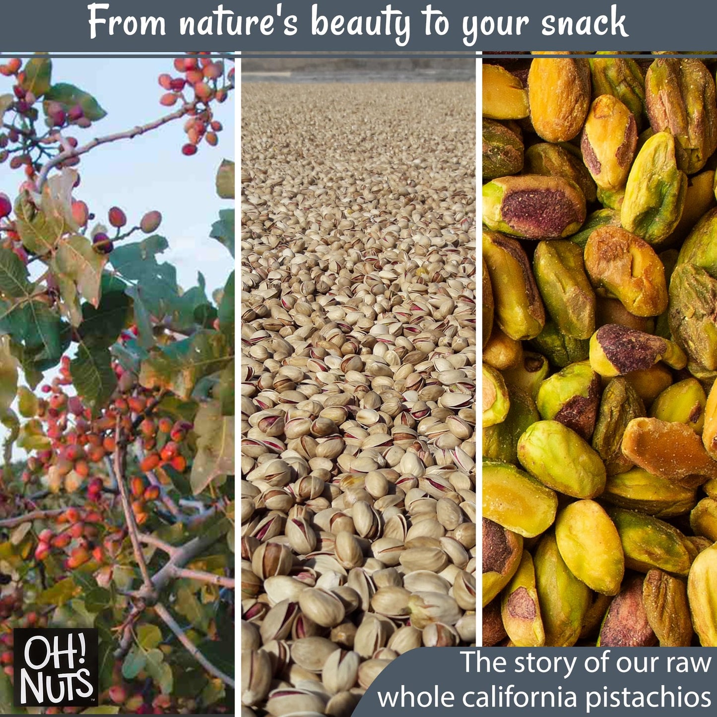 Oh! Nuts Pistachios No Shell - Raw - 100% Natural - 1 lb - Raw Whole California Pistachios - Packed in New York Zip-Seal Bag for