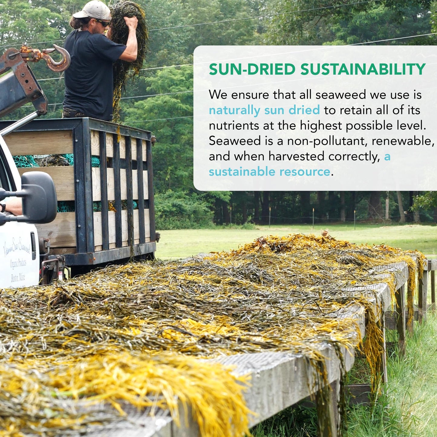 Vitaminsea Kelp Digitata Dried Seaweed | Wild North Atlantic Seaweed For Snacking, Seasoning, Soups & Salads | Rich In Vitamins,