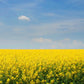Outsidepride Annual Yellow Mustard Herb Seeds - 5000 Seeds for Microgreens & Cooking