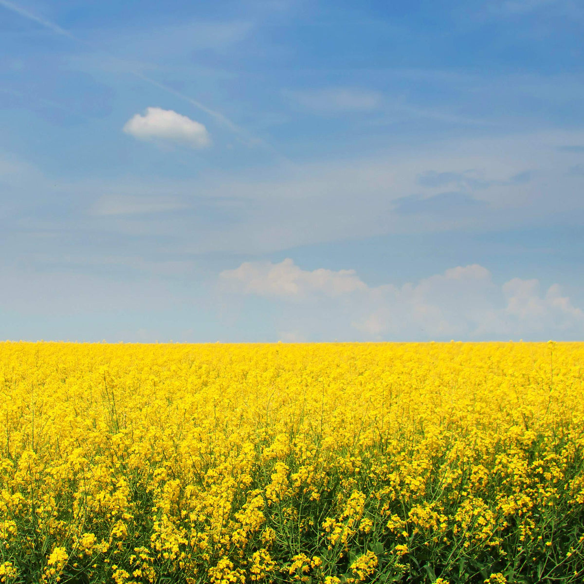 Outsidepride Annual Yellow Mustard Herb Seeds - 5000 Seeds for Microgreens & Cooking