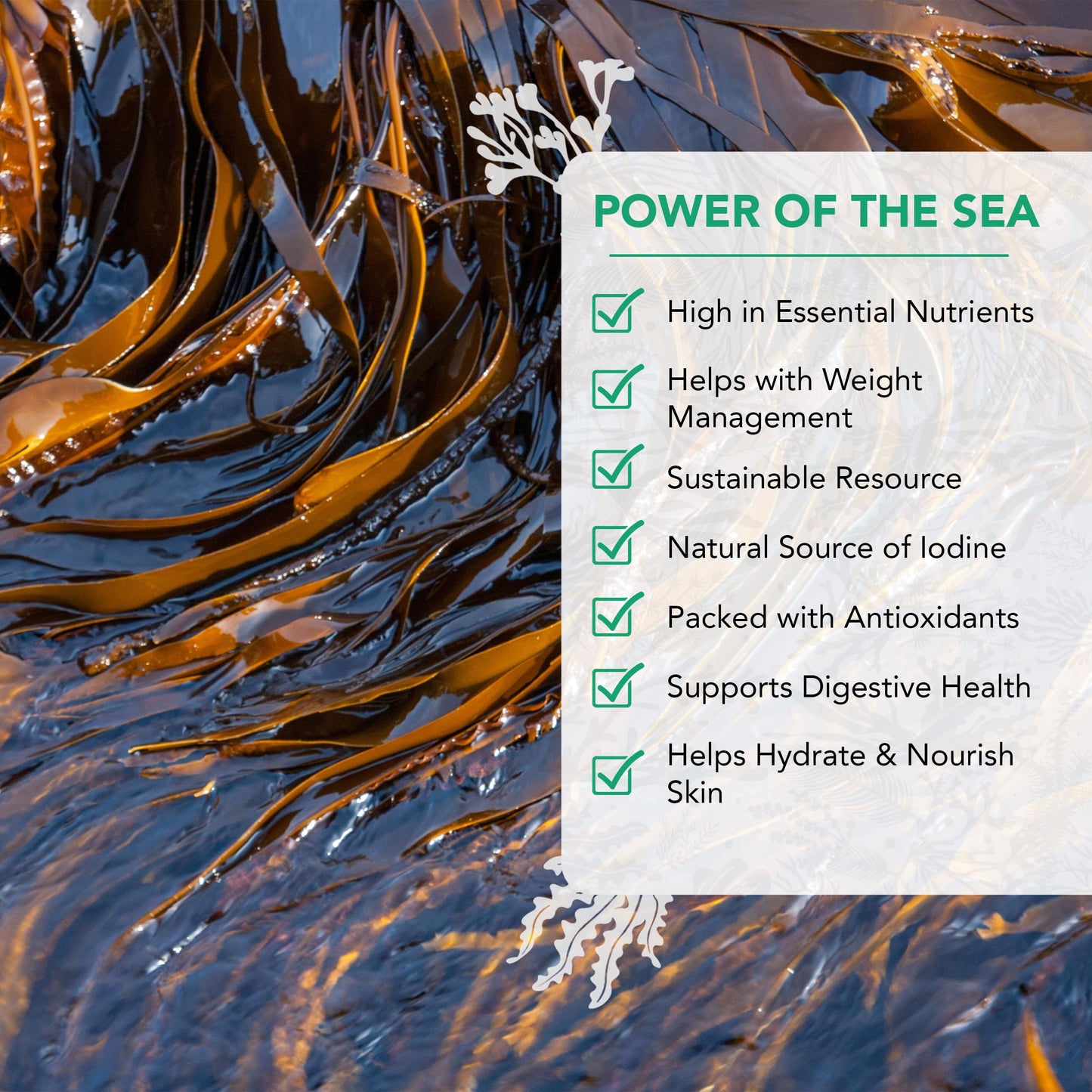 Vitaminsea Kelp Digitata Dried Seaweed | Wild North Atlantic Seaweed For Snacking, Seasoning, Soups & Salads | Rich In Vitamins,