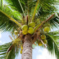 Food to Live Organic Shredded Coconut, 1 Pound Non-GMO, Unsweetened Flakes, Desiccated, Medium Shreds, Kosher, Vegan, Bulk