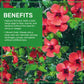 Jiva Organics Organic Hibiscus Flowers - 100% Pure, Gluten Free, Non GMO, Caffeine Free, 2 LB Jumbo Bulk Bag