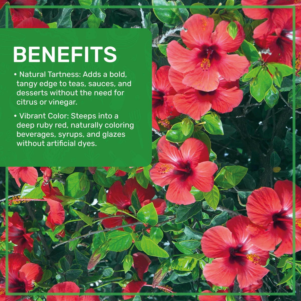 Jiva Organics Organic Hibiscus Flowers - 100% Pure, Gluten Free, Non GMO, Caffeine Free, 2 LB Jumbo Bulk Bag