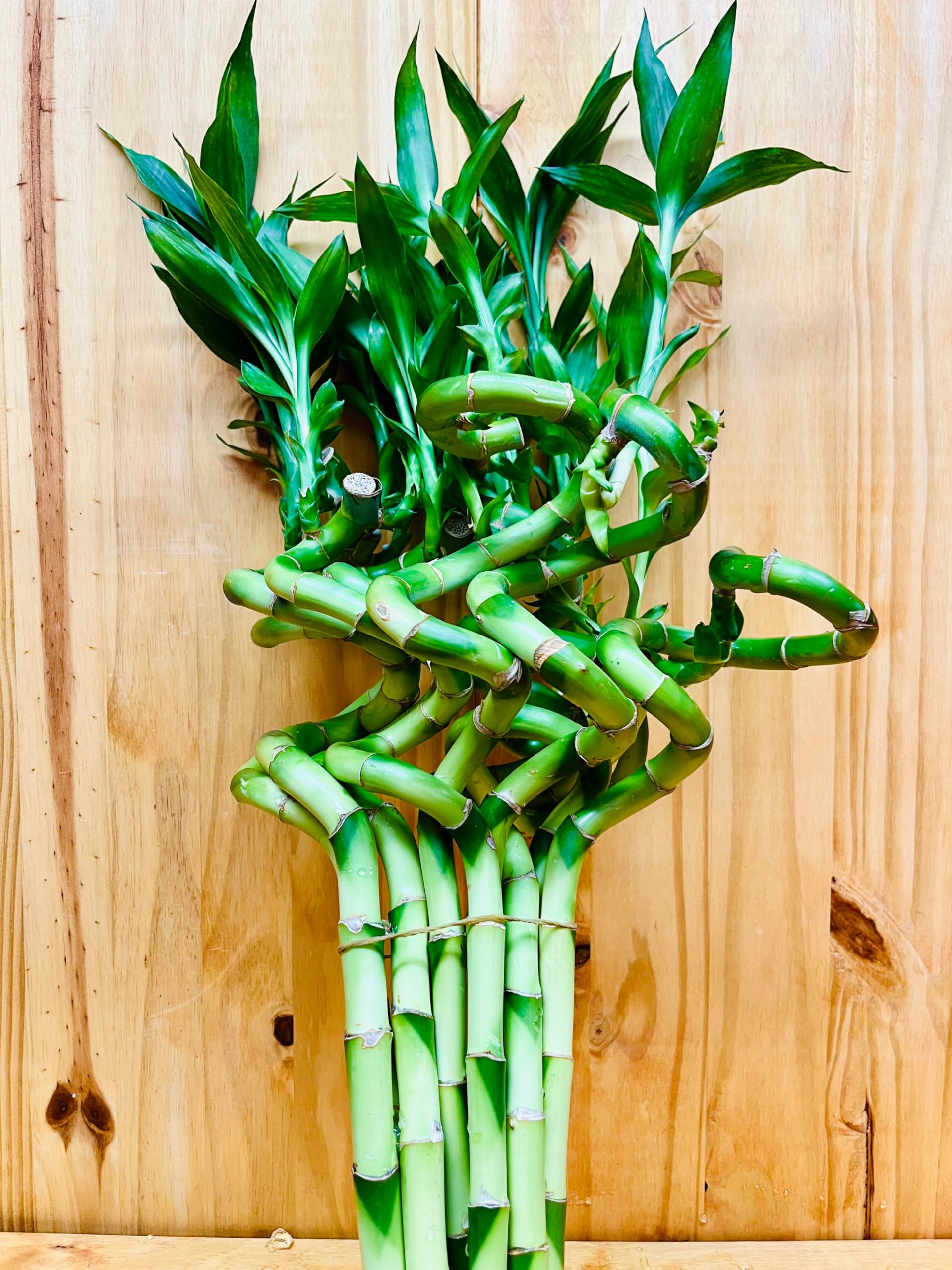 Generic Live Lucky Bamboo 12    Spiral Shape Bamboo Plant 10 Unit, Green