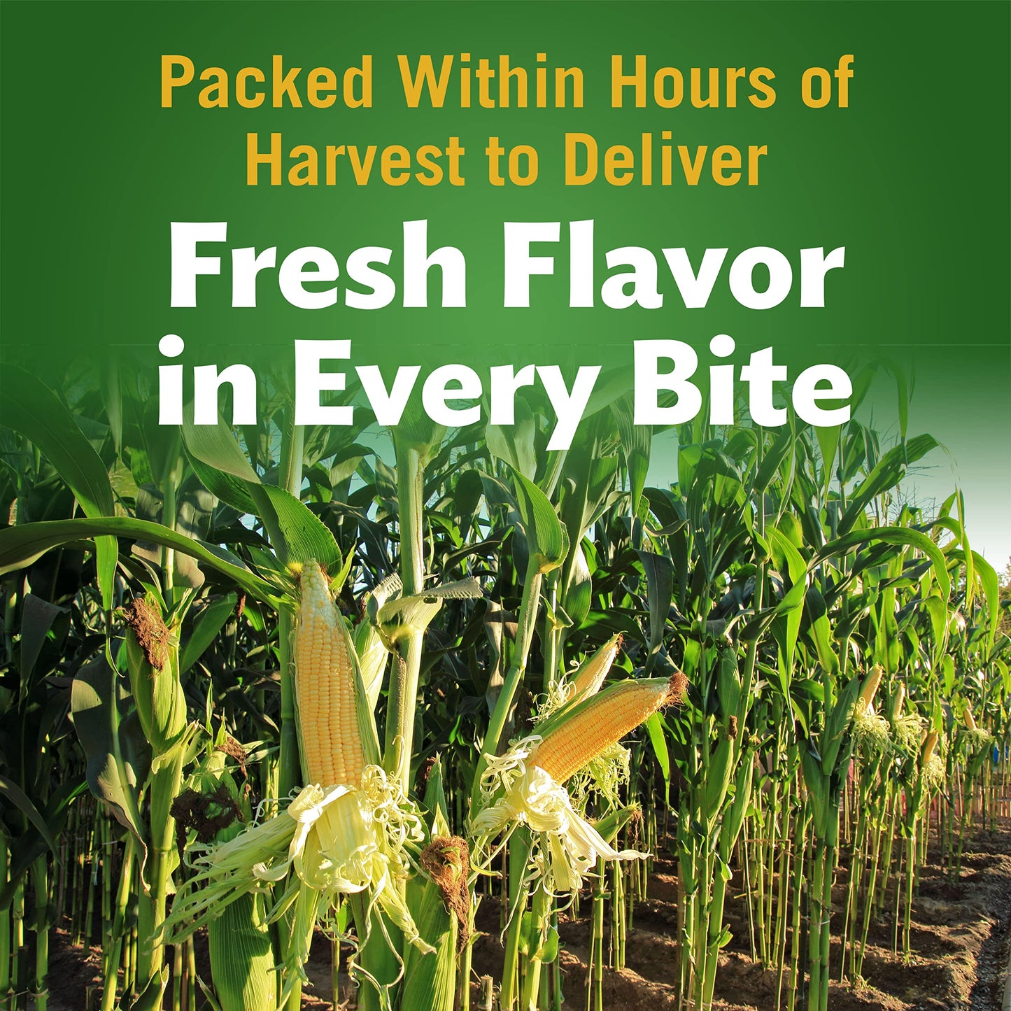 Del Monte Canned Harvest Select Fresh Cut Whole Kernel Sweet Gold & White Corn, 15.25 Ounce (Pack Of 12)