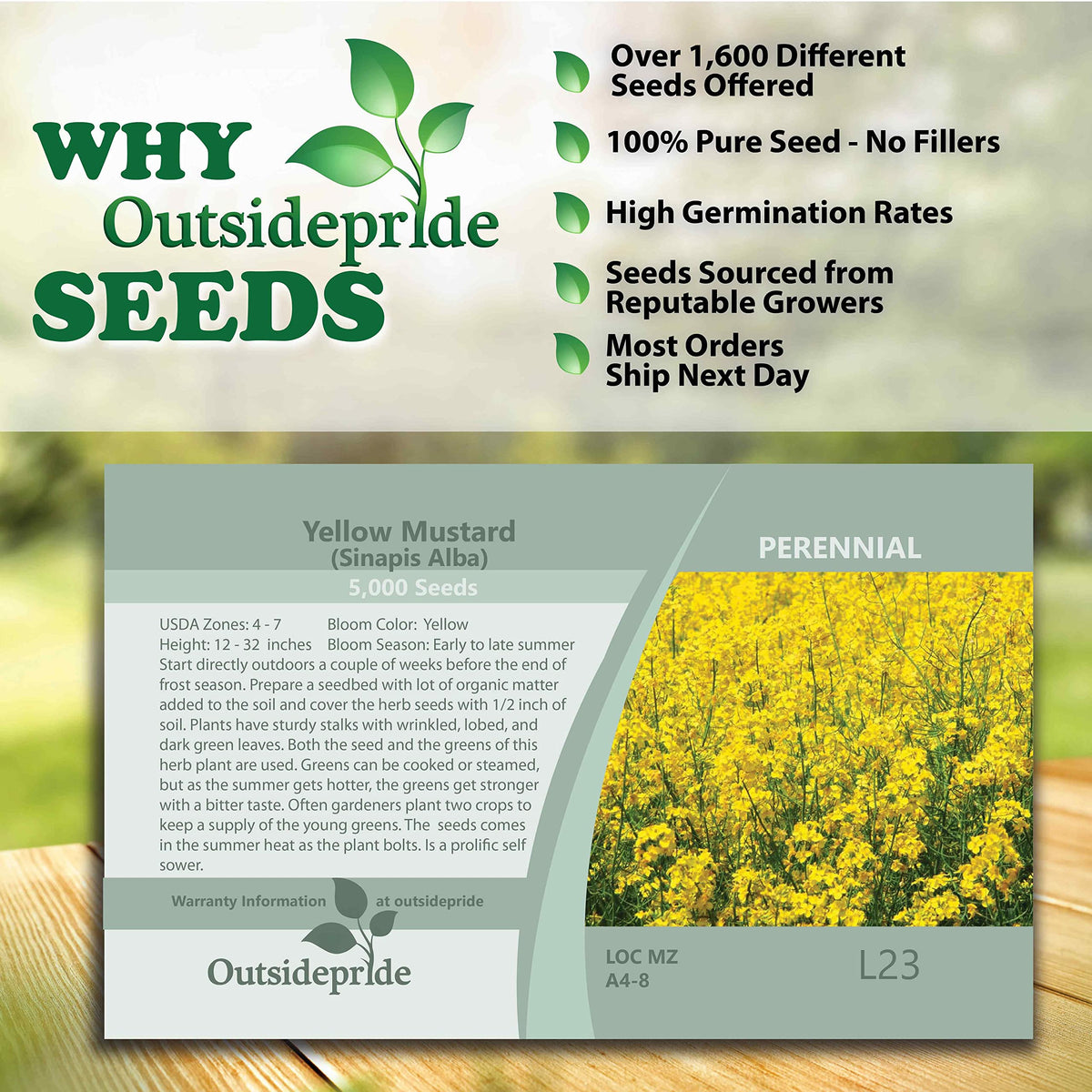 Outsidepride Annual Yellow Mustard Herb Seeds - 5000 Seeds for Microgreens & Cooking