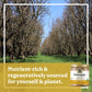 Philosopher Foods - Organic Naked Creamy Sprouted Almond Butter - 6 Oz - Stone Ground Regenerative Organic Crunchy Almond Nut Bu