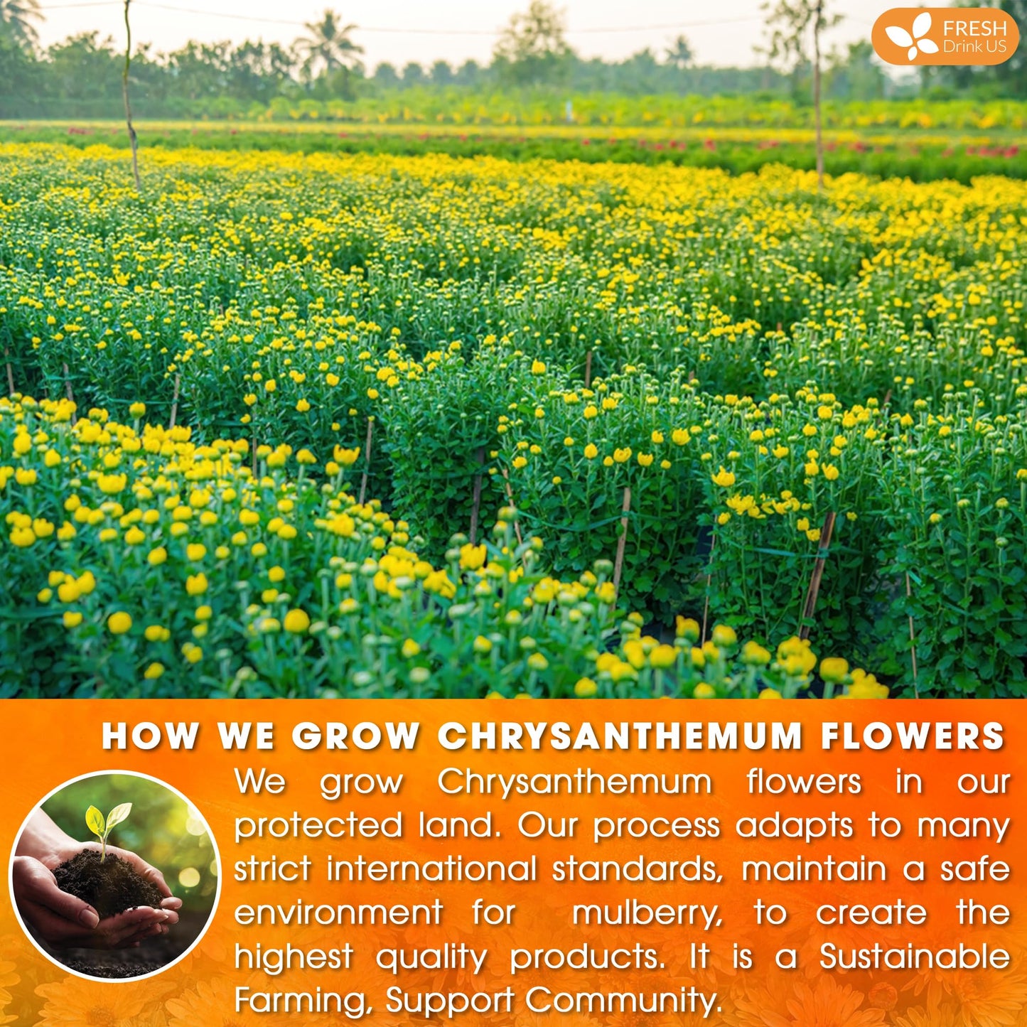 FRESHDRINKUS Chrysanthemum Flower Tea Bags - 120 Count, 100% Natural, Herbal, Vegan, No Sugar, No Caffeine, Eco-Conscious