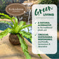 Better-Gro 17    Hanging Kokodama With Birds Nest Fern - Biodegradable, Natural Planter For Indoor/Outdoor Spaces, Sustainable H