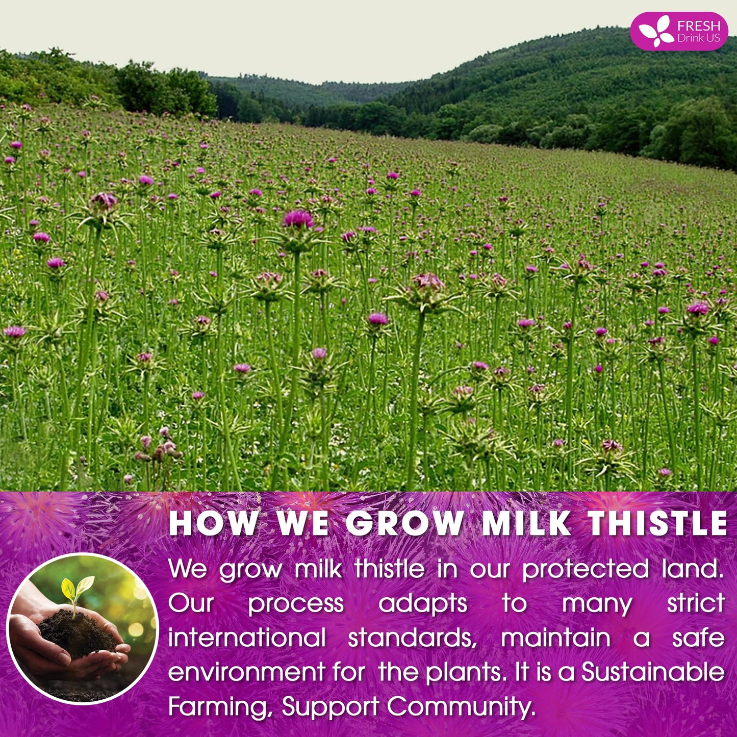 Freshdrinkus, Enhanced 135 Milk Thistle Tea Bags, 100% Natural & Pure From Milk Thistle Seeds. Milk Thistle Seed Herbal Tea. Made With Natural Material Tea Bags. No Sugar, No Caffeine, No Gluten, Vegan.