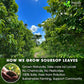 40 Premium Soursop Graviola Leaf Tea Bags, 100% Natural and Pure from Soursop Leaves, Handmade, Made With Natural Materials-Corn Fiber Tea Bag, Sugar/Caffeine/Gluten Free, Hoja Guanabana Tea