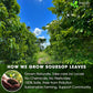 FRESHDRINKUS Soursop Graviola Leaf Tea Bags, 100% Natural, Handmade, 40 Bags, Caffeine/Sugar/Gluten Free