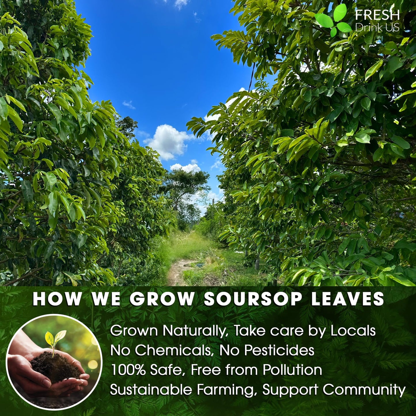 FRESHDRINKUS Soursop Graviola Leaf Tea Bags, 100% Natural, Handmade, 40 Bags, Caffeine/Sugar/Gluten Free