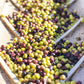 Calivirgin Habanero Olive Oil - Habanero Infused Extra Virgin Olive Oil - Cold Pressed Olive Oil - Habanero Flavored Olive Oil -
