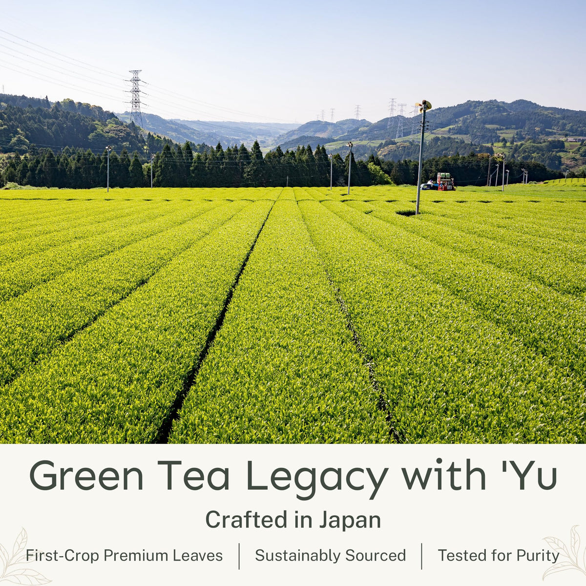 Yu Organic Decaf Matcha Powder, Ceremonial Grade, Rich in Antioxidants, 2.65 oz (50 Servings), Unsweetened Green Tea Powder