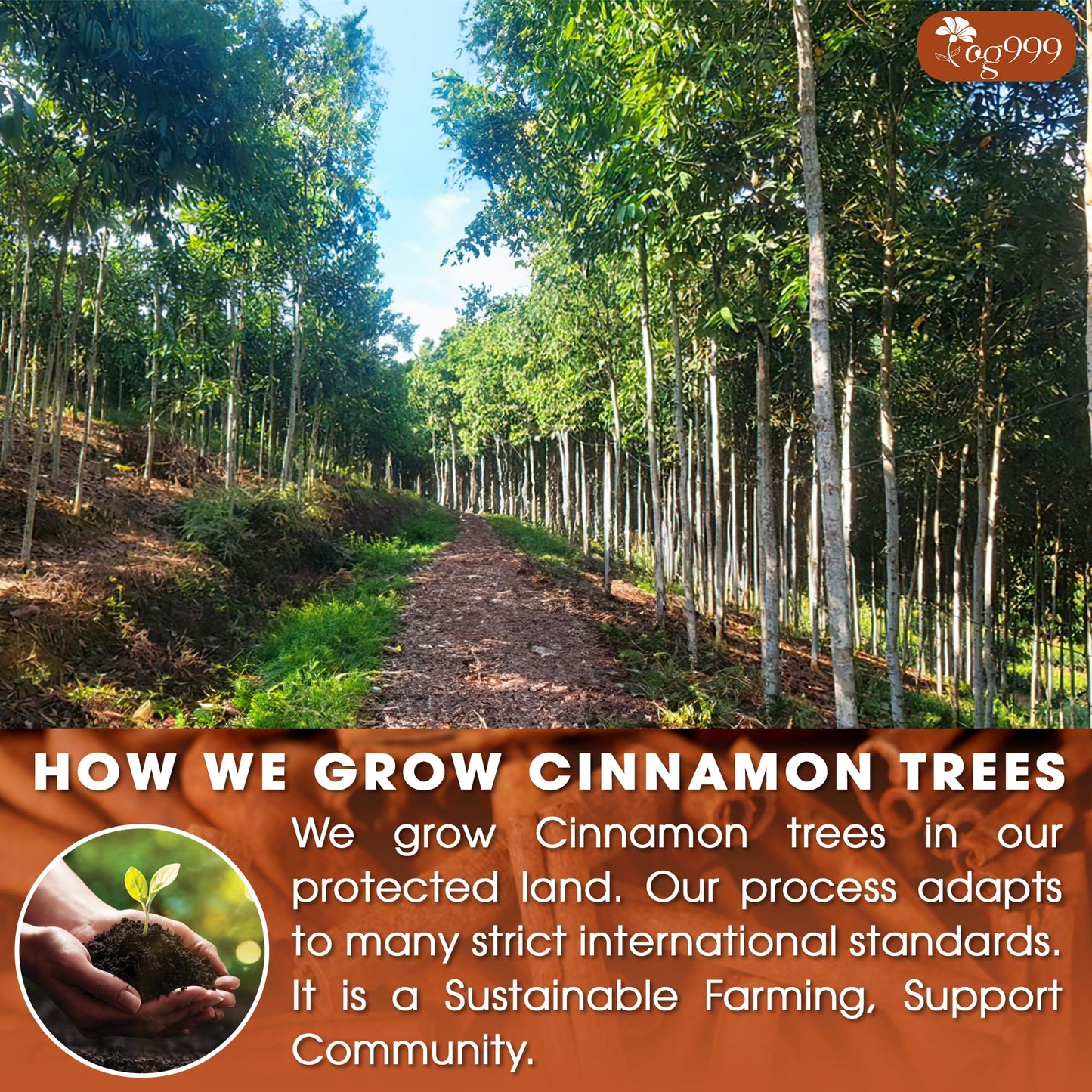 TOG999 Premium Cinnamon Herbal Tea Bags, 100% Natural, Vegan, No Sugar, No Caffeine, 20 Bags