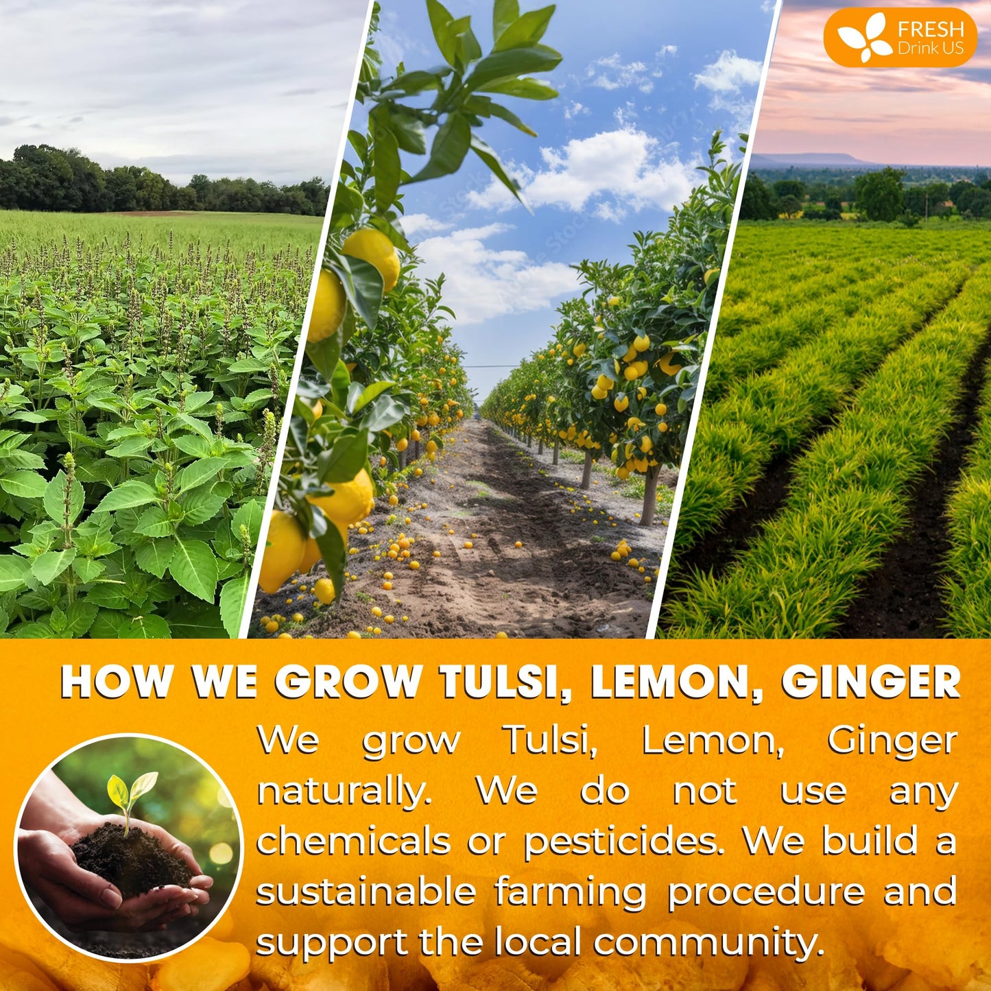 FRESHDRINKUS Tulsi Lemon Ginger Tea Bags, 100% Natural, Vegan, 75 Bags