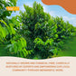 NalLife Soursop Leaves for Tea 100 Leaves