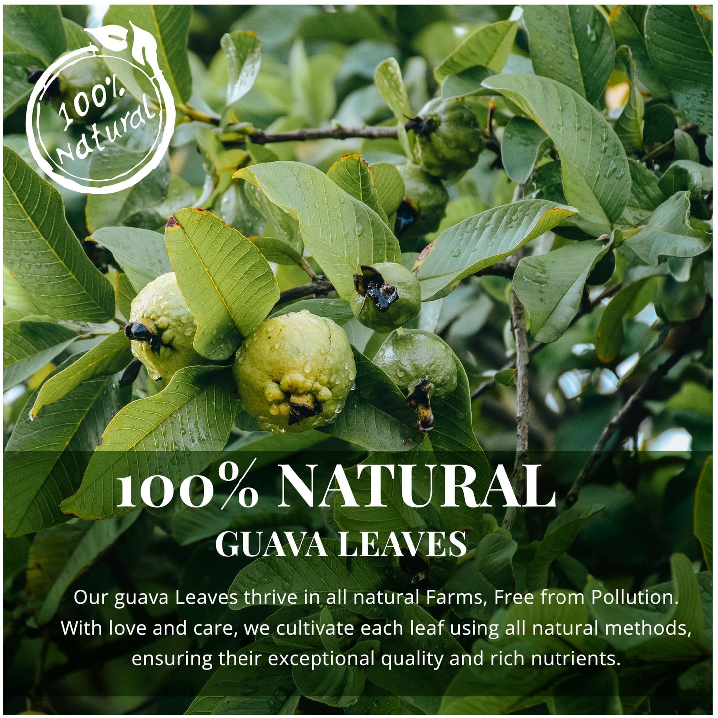 Akshit Guava Leaves Tea, Dried Herbal Tea, Non-GMO, Caffeine Free, 7.8oz, 2.6 Ounce (Pack of 3)