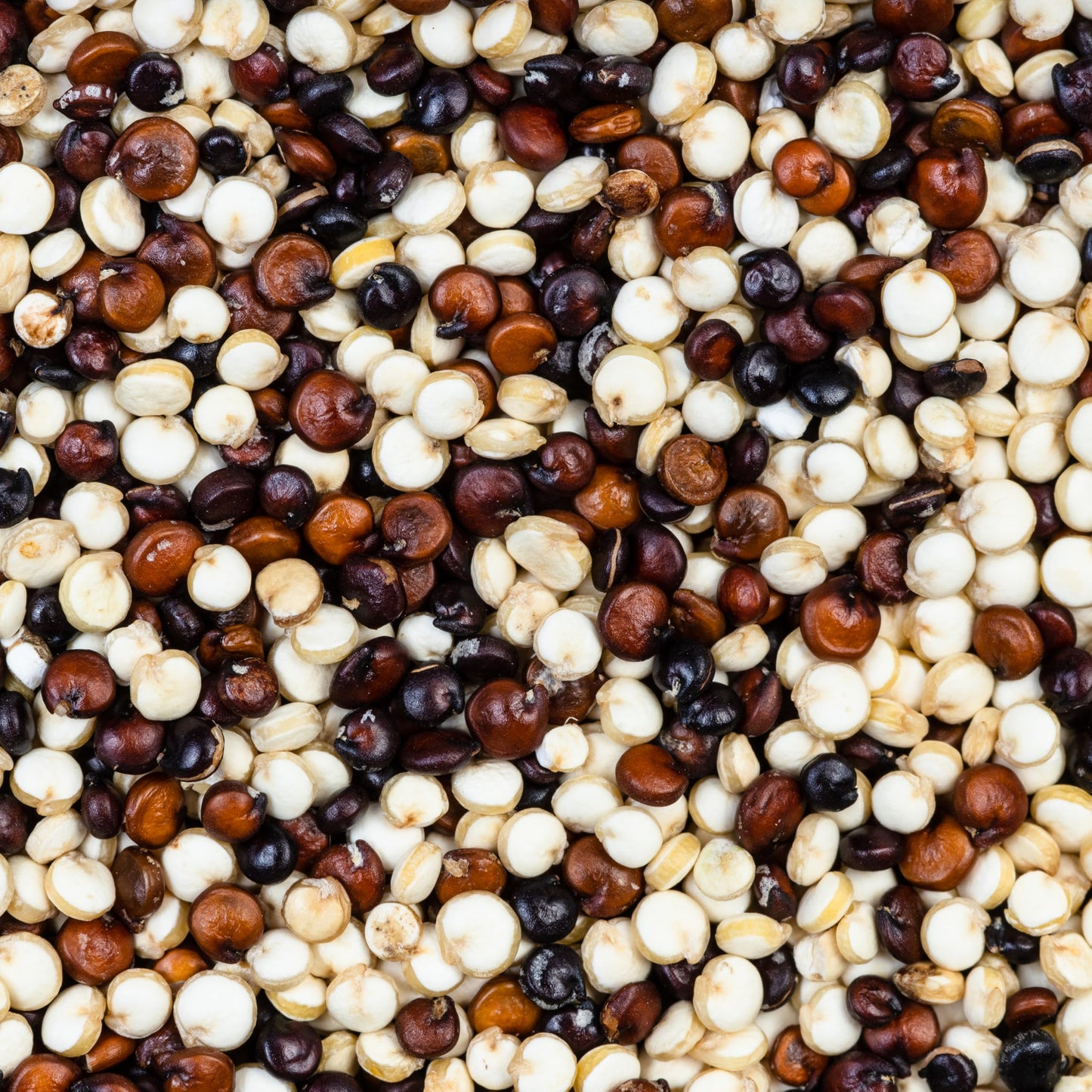 Fresh Quinoa Tricolor By RawJoy | Organic Fresh Quinoa Tricolor Beans, 50 Pound