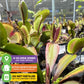 Akai Ryu Venus Fly Trap (Red Dragon) Live Plant - Dionaea Muscipula By Wellspring Gardens - Unique Plant - Red Trap Plant - Red