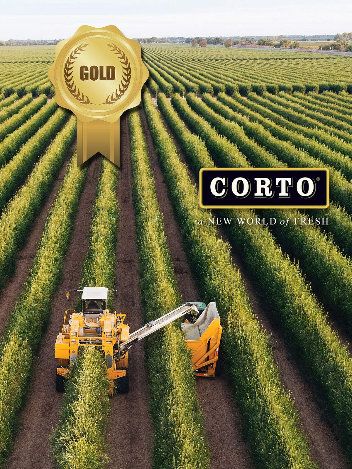 Corto TRULY | 100% Extra Virgin Olive Oil | Floral Notes | Cold Extracted in State-of-the-Art Mill | Straight from Official Cort