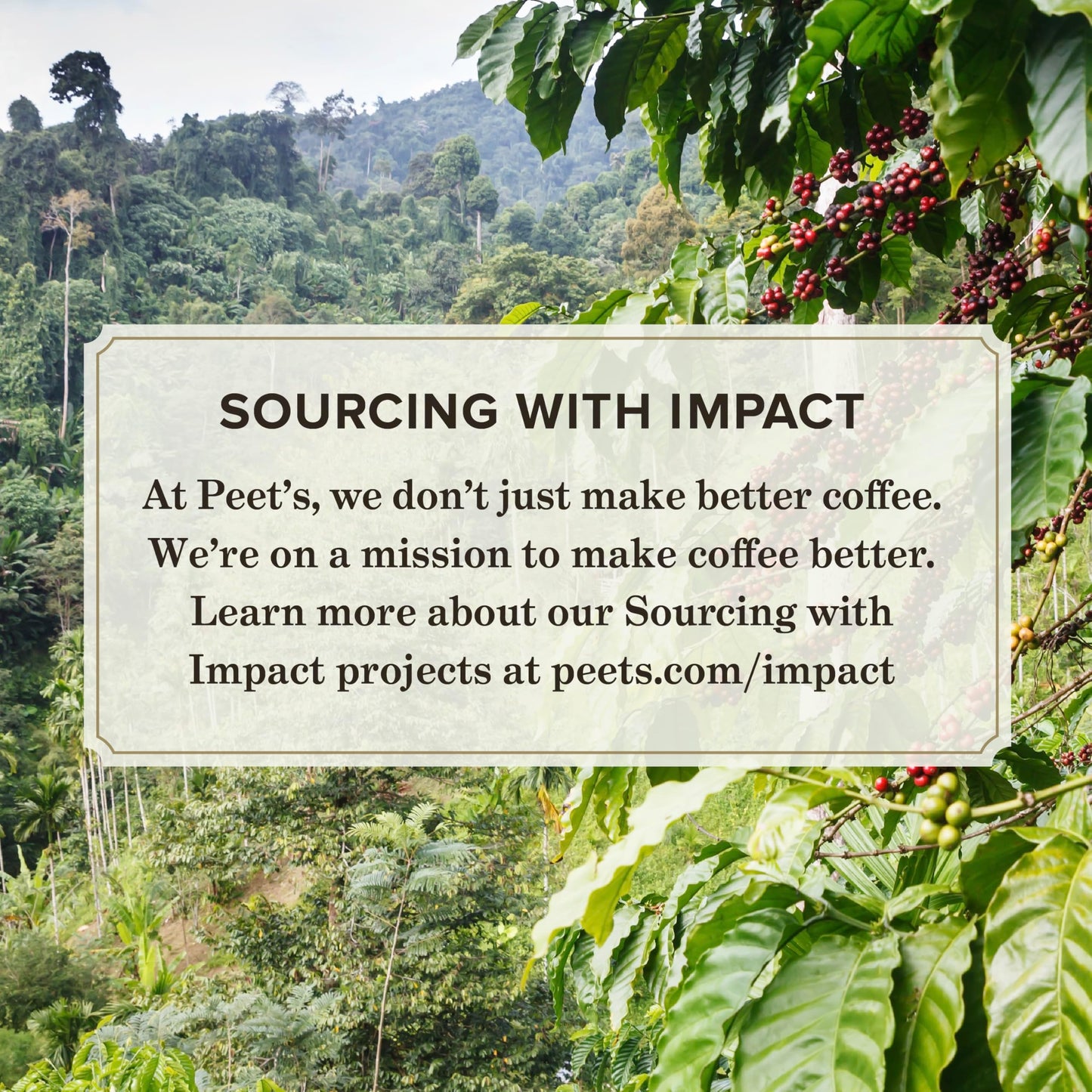 Peets Coffee  Dark Roast Whole Bean Coffee - Espresso Forte  32 Ounce (Pack of 1)