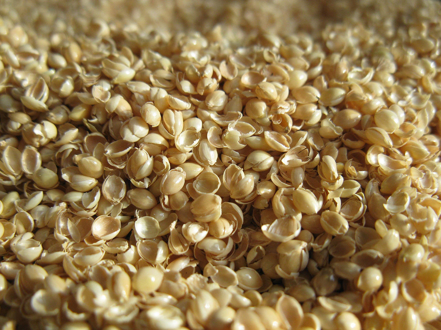 Bean Products Organic Millet Hulls | 100% Organically Grown In The Usa | Great For Filling Pillows, Yoga Bolsters, Cushions & Mo