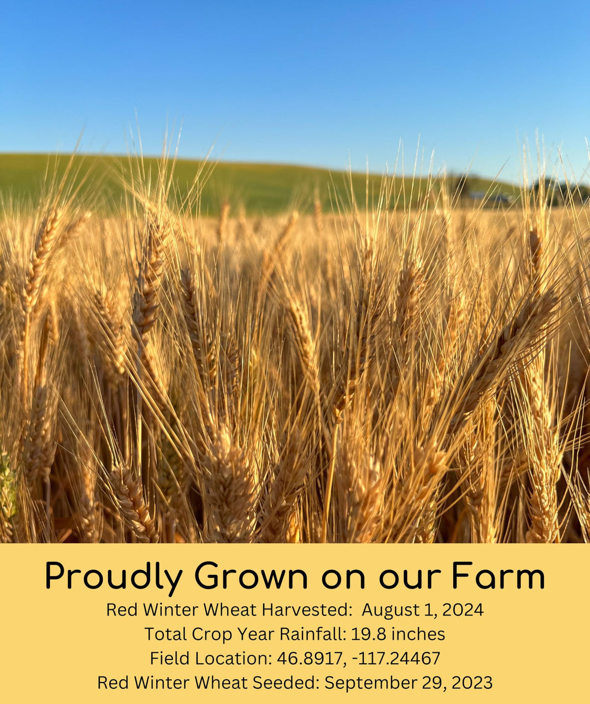 Hard White Wheat | Soft White Wheat | Hard Red Spring Wheat | 15 Lbs | 100% Desiccant Free | Non-Gmo Project Verified | Kosher P