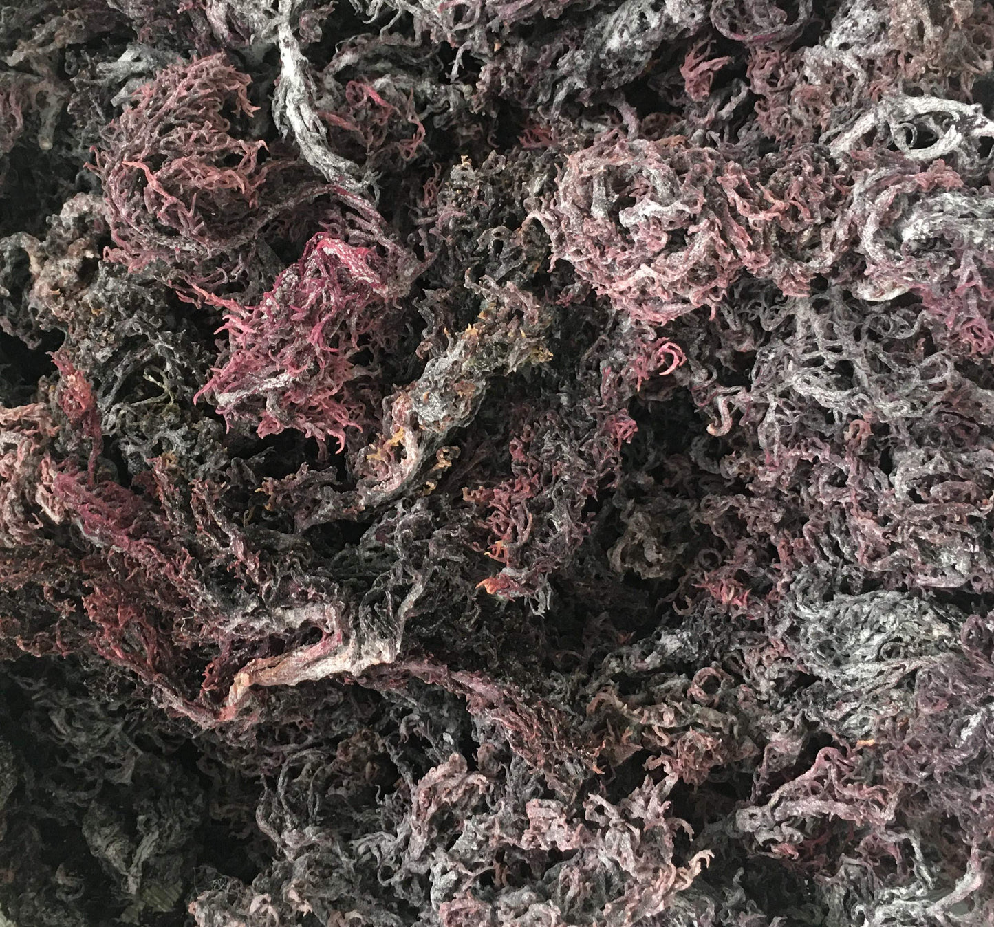 Purple Sea Moss | Irish Moss | Wildcrafted from St. Lucia | 100% Natural | Makes Over 100oz Seamoss Gel - 8oz