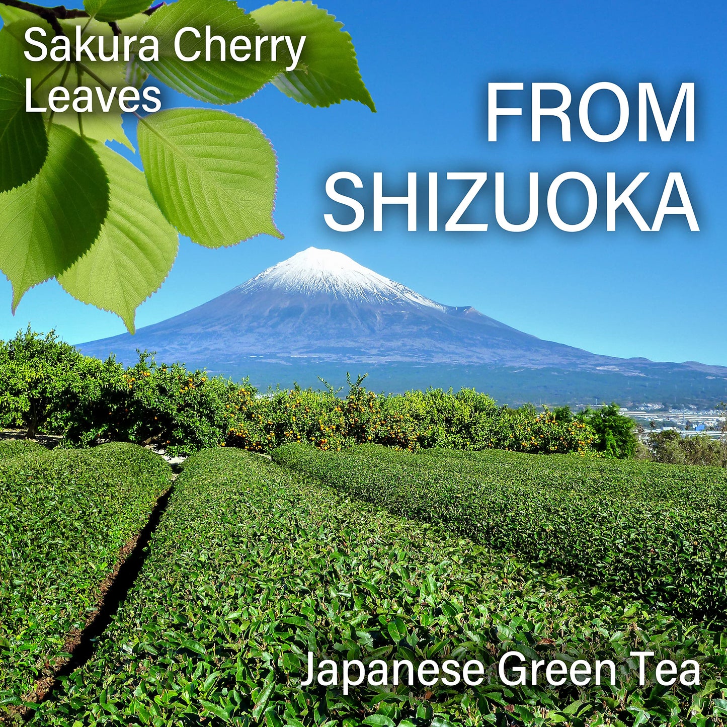 chaganju Japanese Matcha with Sakura Tea, Refreshing Aroma of Matcha and Cherry Blossoms, Great for Baking, Culinary Grade, Made