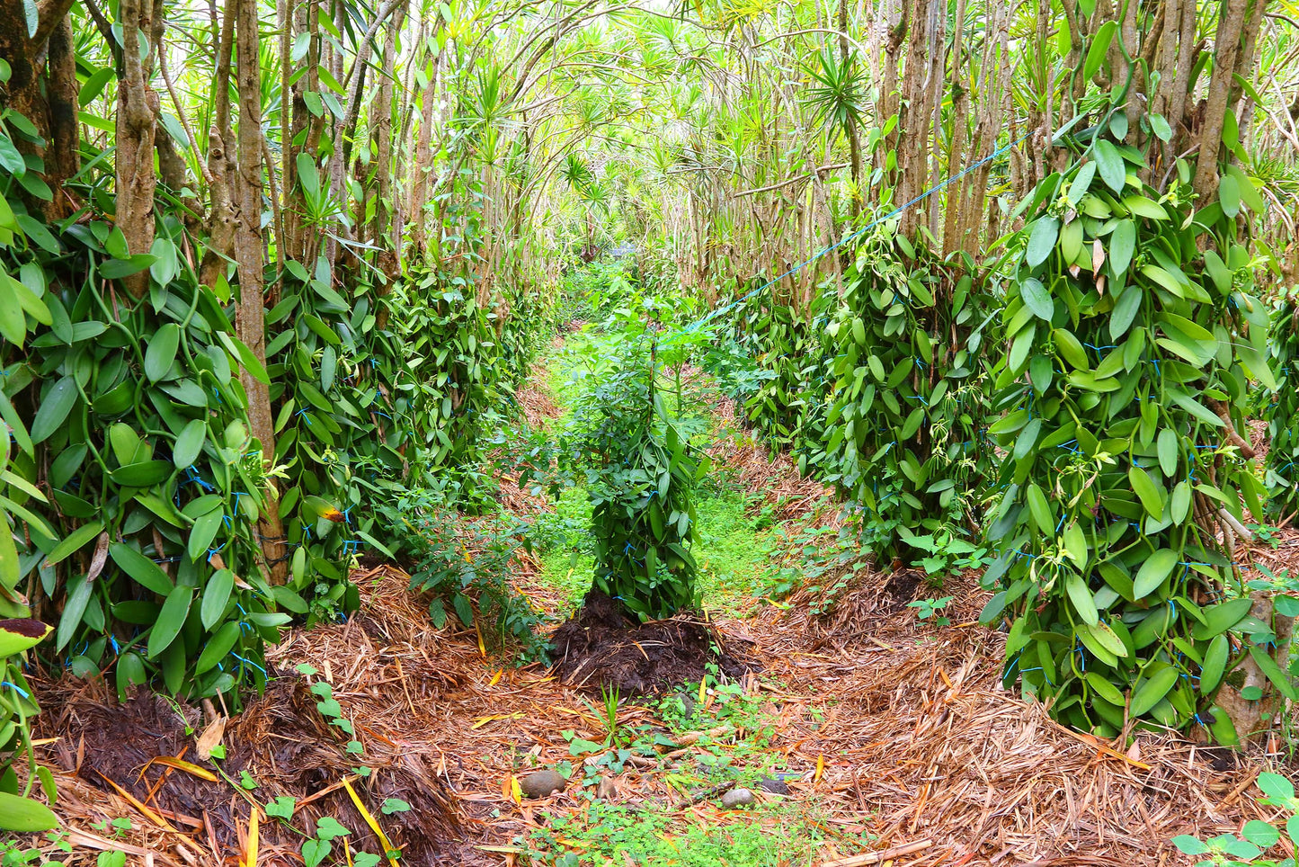Live Vanilla Bean Orchid Starter Plant - Vanilla Planifolia (Unable To Ship To: Az, Hi, Or, Pr)