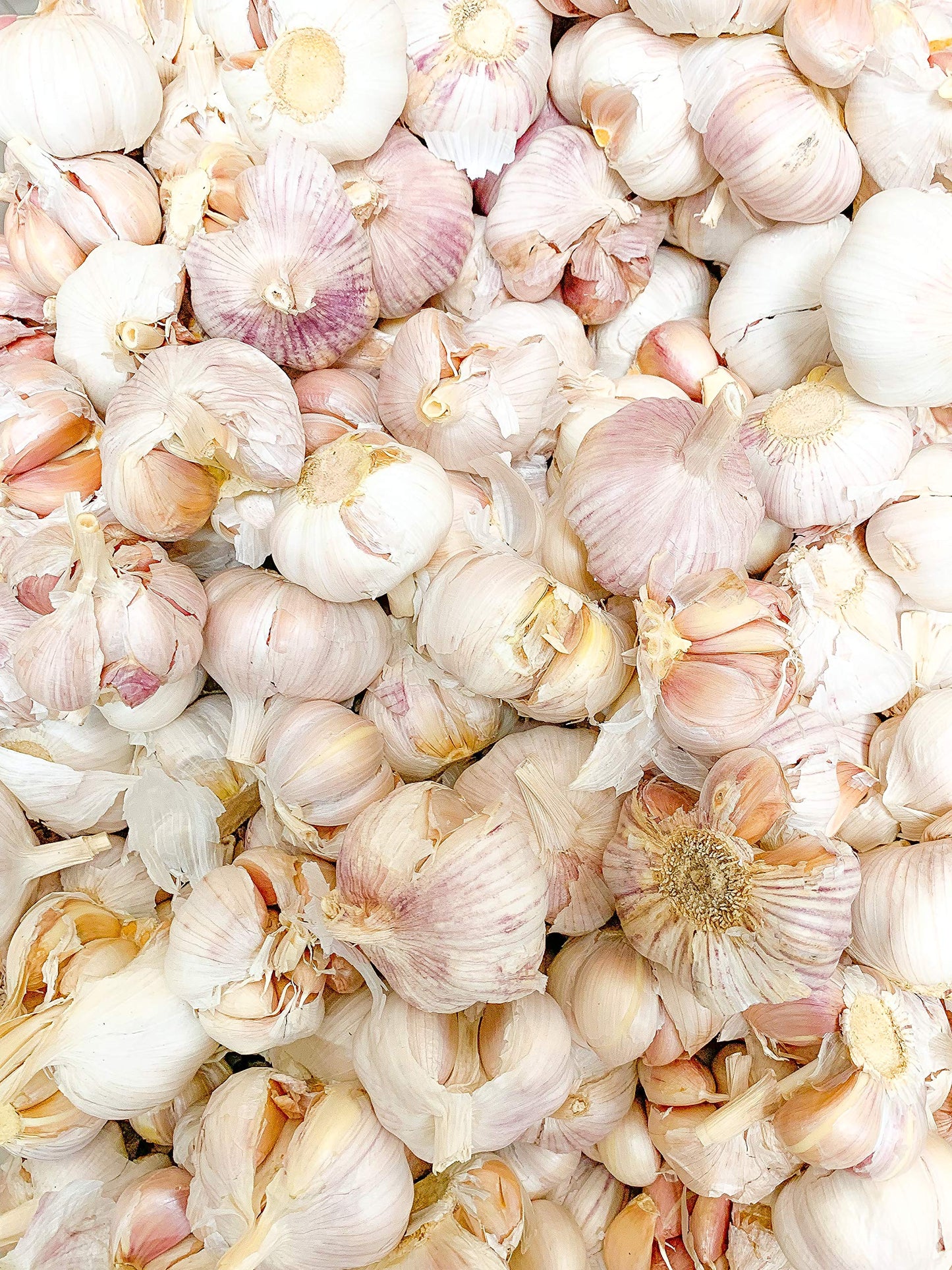 Fresh Garlic Cloves ( Imperfect Bulbs ) - 2 Lb