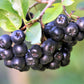 Aronia Berries, Organic