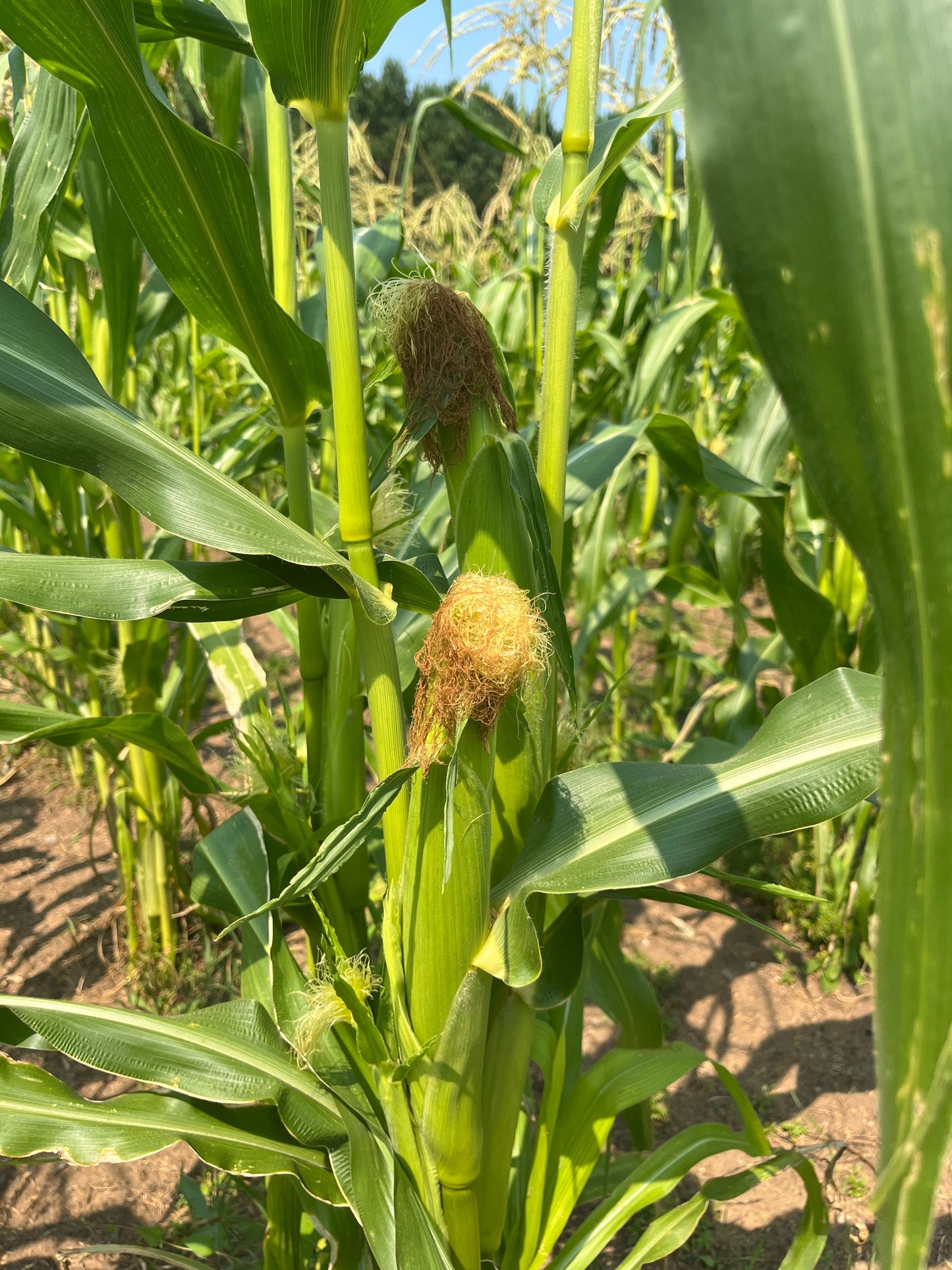 Early Pink, Popcorn