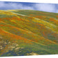 California Poppy Covered Hillside, Spring, Tehachapi Hills Near Gorman, California-Canvas Art-40''X28''