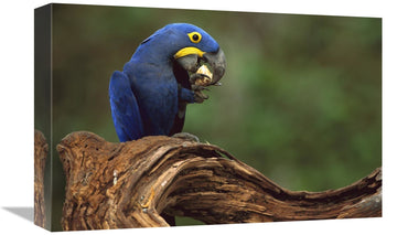 Hyacinth Macaw Eating Piassava Palm Nuts, Cerrado, Brazil-Canvas Art-18''X12''