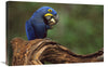 Hyacinth Macaw Eating Piassava Palm Nuts, Cerrado, Brazil-Canvas Art-30''X20''