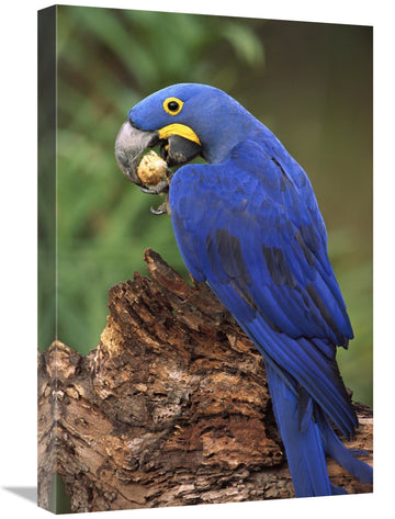 Hyacinth Macaw Eating Piassava Palm Nuts, Cerrado, Brazil-Canvas Art-16''X24''