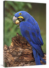 Hyacinth Macaw Eating Piassava Palm Nuts, Cerrado, Brazil-Canvas Art-24''X36''