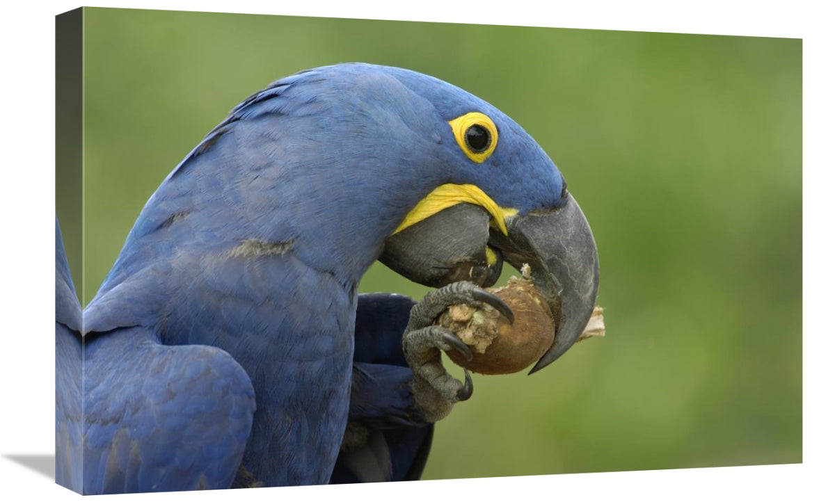 Hyacinth Macaw In Cerrado Habitat Eating Piassava Palm Nuts, Brazil-Canvas Art-24''X16''