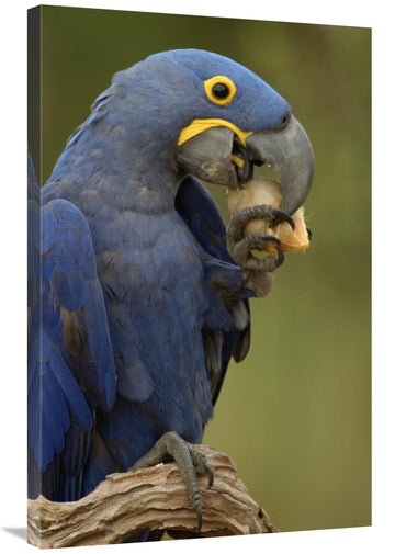 Hyacinth Macaw In Cerrado Habitat Eating Piassava Palm Nuts, Brazil-Canvas Art-24''X36''