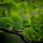Ginkgo Leaf, Cut, Sifted